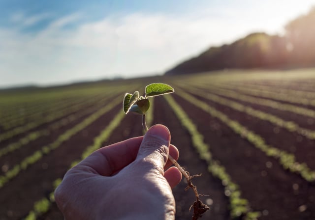 Farm worker holding seedling in field